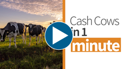 Cash Cows in 1 Minute